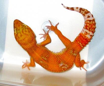 Wunderschöne Leopardgeckos FARBZUCHTEN ABZUGEBEN